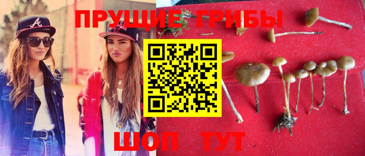 Псилоцибиновые грибы Cubensis Клин